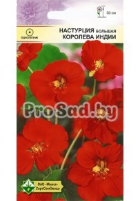 Настурция большая Королева Индии