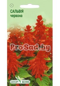 Сальвия блестящая Красная
