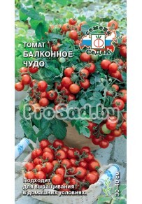 Томат Балконное чудо