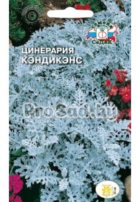 Цинерария Кэндикенс