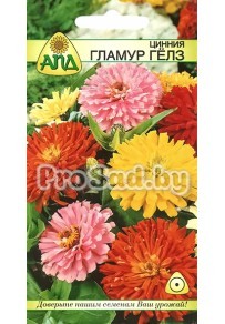 Цинния Гламур гёлз