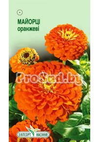 Цинния изящная Оранжевая