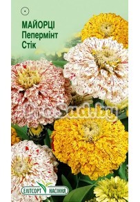 Цинния изящная Пеперминт стик