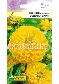 Цинния изящная Золотая заря