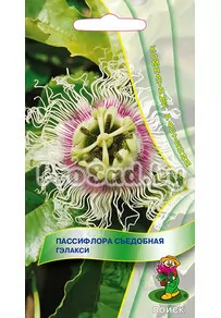 Пассифлора съедобная Гэлакси