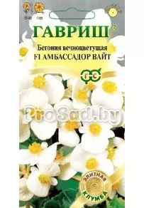 Бегония вечноцветущая Амбассадор вайт