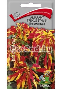 Амарант трёхцветный Иллюминация