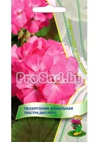 Пеларгония зональная Люстра дип роуз