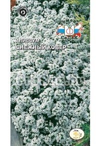 Алиссум морской Снежный ковёр