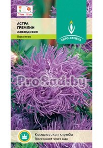 Астра Гремлин лавандовая