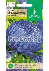 Астра Королевский Пион голубой
