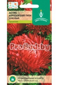 Астра Королевский Пион красный