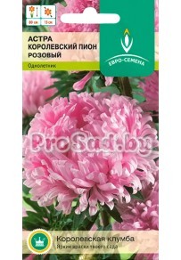 Астра Королевский Пион розовый