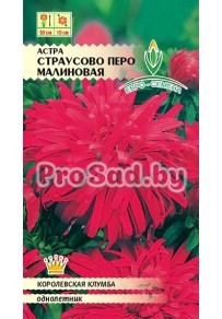Астра Страусово перо Малиновое