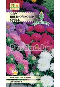 Астра низкорослая Цветной ковёр, смесь