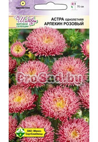 Астра Арлекин розовый