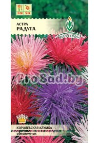 Астра Радуга, смесь
