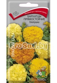 Бархатцы прямостоячие Хлопушка