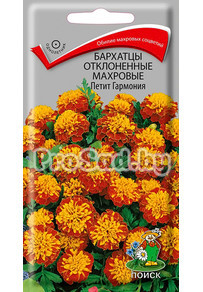 Бархатцы отклонённые махровые Петит Гармония