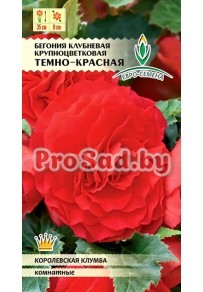 Бегония клубневая крупноцветковая Тёмно-красная