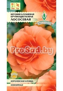 Бегония клубневая крупноцветковая Лососевая
