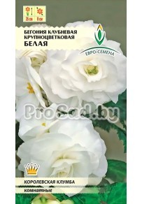 Бегония клубневая крупноцветковая Белая