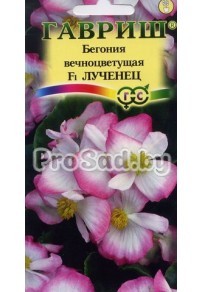 Бегония вечноцветущая F1 Лученец