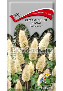 Зайцехвост (декоративный злак)