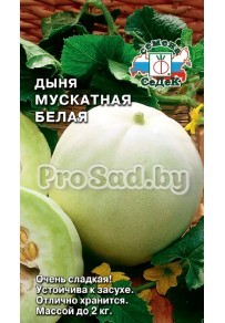 Дыня мускатная Белая