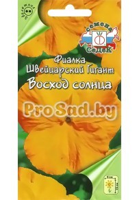 Фиалка Швейцарский гигант Восход солнца