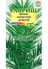 Финик канарский Луксор