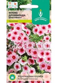 Флокс друммонда Бриллиант