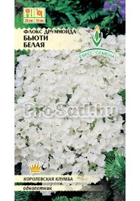 Флокс друммонда Бьюти Белая