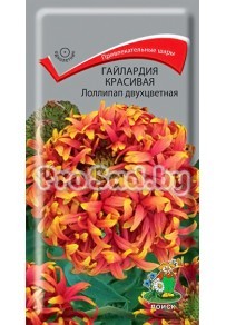 Гайлардия красивая Лоллипап двухцветная