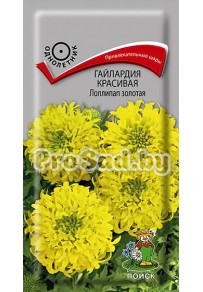 Гайлардия красивая Лоллилап золотая