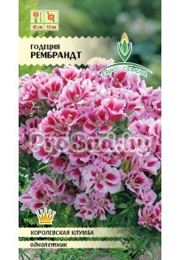 Годеция крупноцветковая Рембрандт
