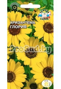 Хризантема посевная Глория
