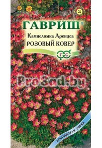 Камнеломка Арендса Розовый ковёр