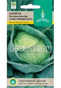 Капуста белокочанная Слава Грибовская 231