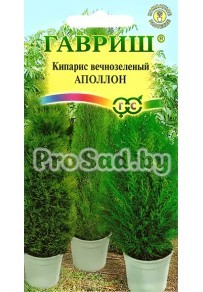 Кипарис вечнозелёный Аполлон
