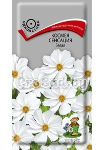 Космея Сенсация Белая