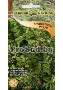 Кровохлёбка (Черноголовник кровохлёбковый) Резус