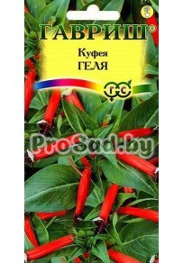 Куфея огненно-красная Геля