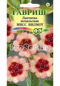Лапчатка Мисс Вильмотт