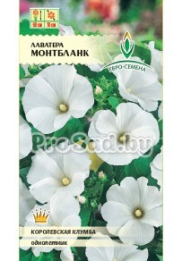 Лаватера трёхмесячная Монтбланк