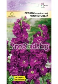 Левкой седой летний Фиолетовый