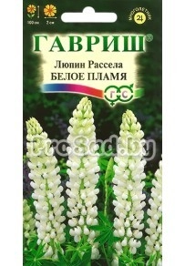 Люпин Рассела Белое пламя