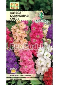 Маттиола седая (Левкой) Карликовая смесь