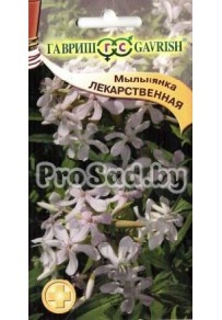 Мыльнянка лекарственная