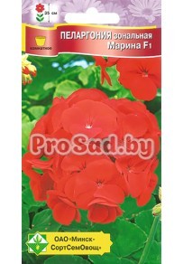 Пеларгония зональная F1 Марина